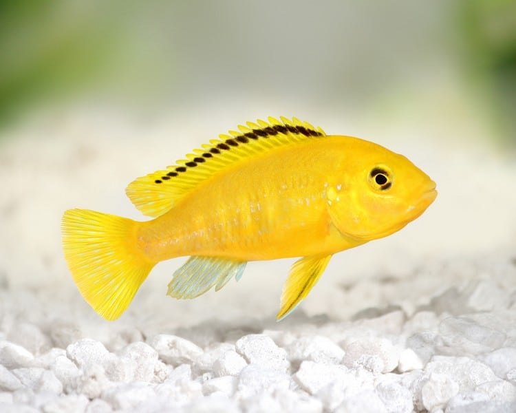 How Will You Identify The Male And Female Electric Yellow Cichlids