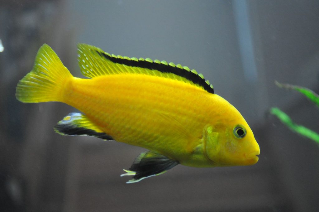 yellow cichlid with black stripes